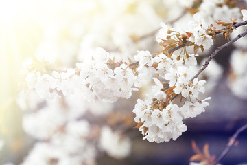 Der Frühling ist da!