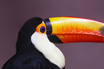 Naklejka premium Toucan bird