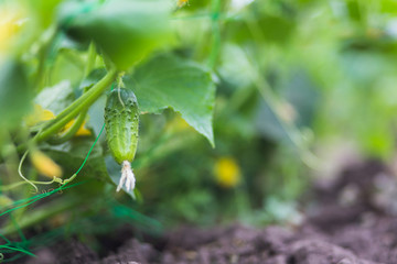 Fresh young green cucumber on a bush. small cucumber among the leaves and yellow flowers.