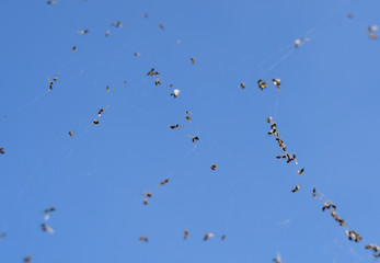 Winged ants in the web. Caught by a cobweb of ants.