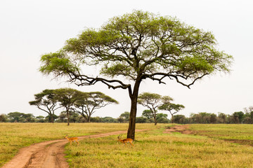Dirt road among trees in flat plains of Serengeti National Park, Tanzania 