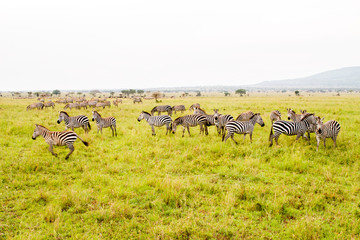 Field with zebras and blue wildebeest