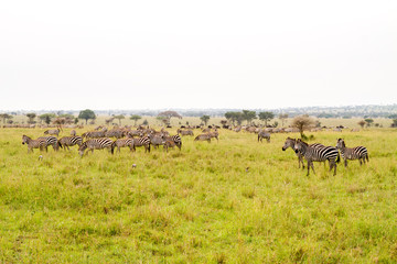 Field with zebras and blue wildebeest