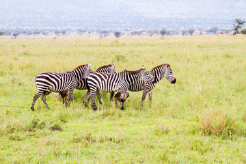 Fototapeta na wymiar Field with zebras and blue wildebeest