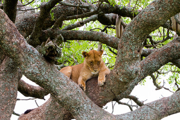 East African lionesses (Panthera leo)