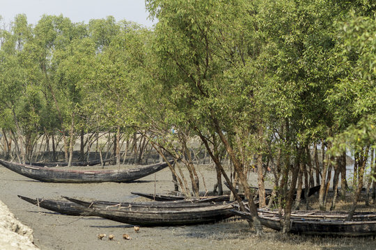 Village In Sundarbans In Bangladesh