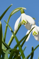 Schneeglöckchen ganz nah mit blauem Himmel