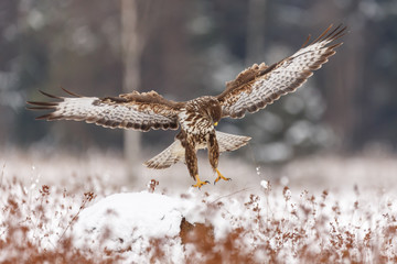 Mäusebussard