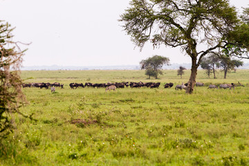 Field with zebras and blue wildebeest