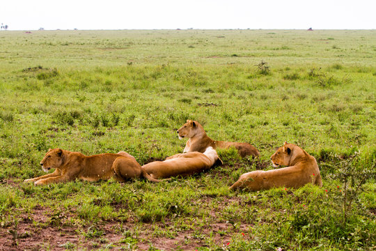 East African lionesses (Panthera leo) preparing to hunt in Serengeti National Park, Tanzania