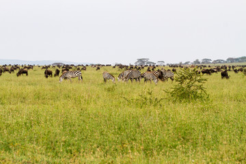 Field with zebras and blue wildebeest