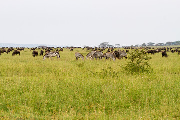 Field with zebras and blue wildebeest