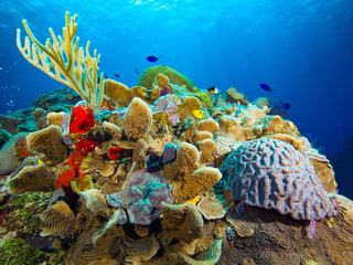 Coral and sky