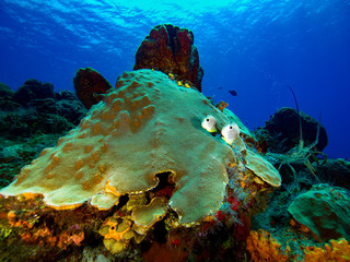 Two four eyed angelfish on coral head