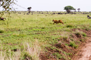 East African lioness (Panthera leo) preparing to hunt in Serengeti National Park, Tanzania