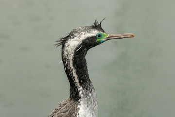 Fototapeta premium Spotted Shag Head Close Up 