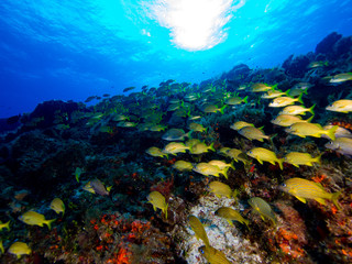 Fototapeta na wymiar School of Fish on Coral Wall