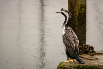 Spotted Shag Stares Into Distance On Rainy Day In Marina 