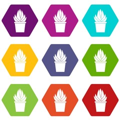 Aloe vera plant icon set color hexahedron