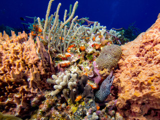 Spotted Moray in Coral