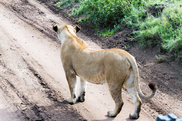 Obraz premium East African lionesses (Panthera leo) in Serengeti National Park, Tanzania