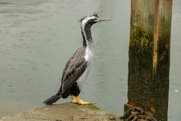 Spotted Shag Standing In Marina During Rain 
