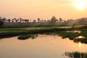 Naklejka premium Rice field and golden sky with sunset beautiful nature background landscape country side of Thailand