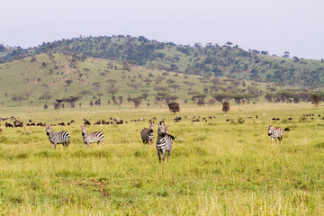 Fototapeta na wymiar Field with zebras and blue wildebeest in Serengeti National Park, Tanzania