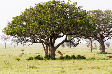 Obraz premium East African lionesses (Panthera leo) and tree in Serengeti National Park, Tanzania