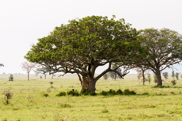 East African lionesses (Panthera leo) and tree in Serengeti National Park, Tanzania