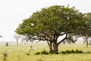 Fototapeta premium East African lionesses (Panthera leo) and tree in Serengeti National Park, Tanzania
