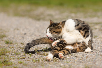 cute cat lies outdoors and dressing up