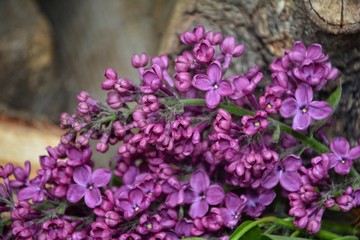 Lila Flieder im Detail vor Baumstamm
