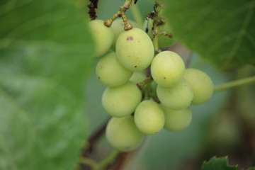 Grapes