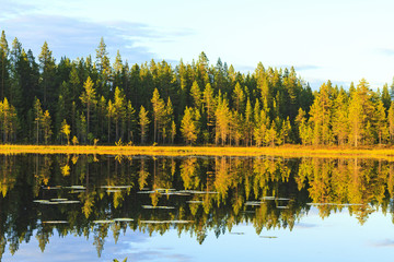 Fototapeta premium beautiful pristine forest in the warm rays of the sun