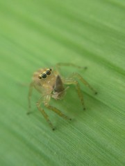 Salticidae