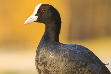 coot on a sunny spring day