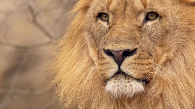 Southwest African lion gaze