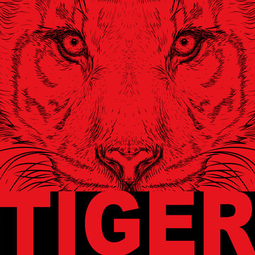 Hand draw tiger portrait. Hand draw vector illustration