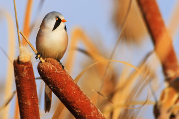 Fototapeta premium niesamowicie piękny dziki ptak