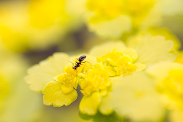 Ant on a yellow flower