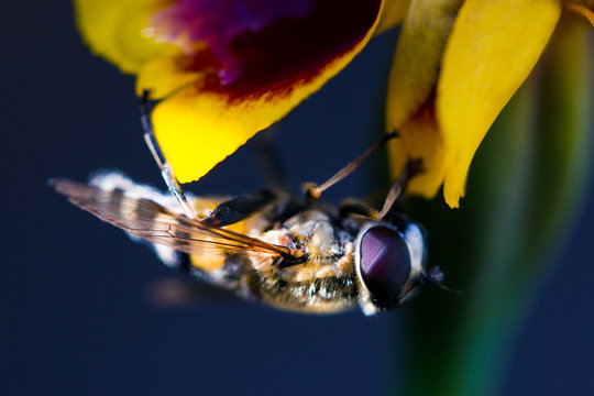 A Fluffy hornet and sweet nectar