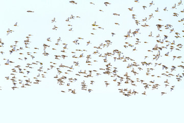 spring migration of singing birds