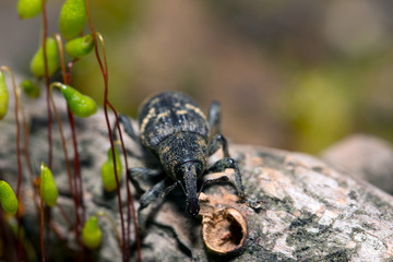 Weevil closeup with great eyes, Green moss