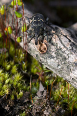 Weevil closeup with great eyes, Green moss