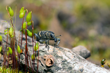 Weevil closeup with great eyes, Green moss