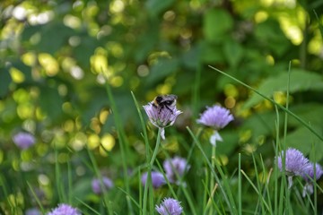 Hummel auf einer Schnittlauchblüte mit grüner Natur als Bokeh im Hintergrund