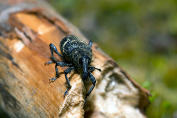Weevil closeup with great eyes, Green moss