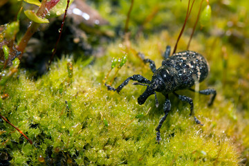 Weevil closeup with great eyes, Green moss