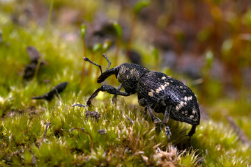 Weevil closeup with great eyes, Green moss
